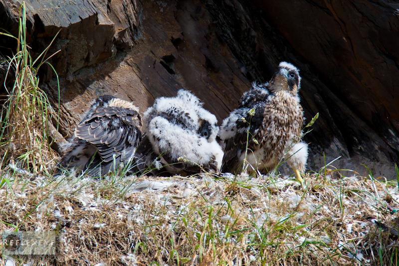 Peregrine chicks2